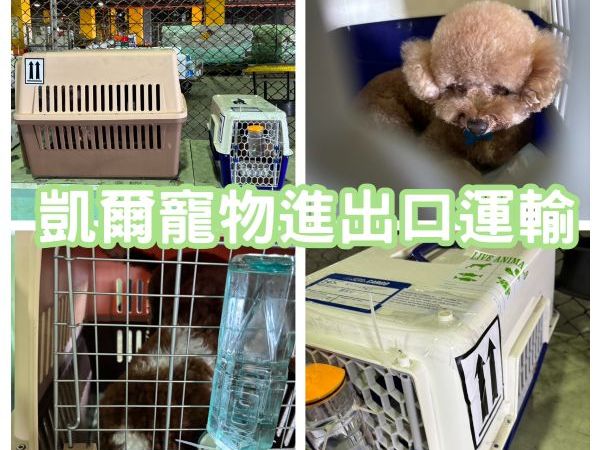 2023/10/06 『香港』小貴賓和巨型貴賓飛哥倆好陪主人定居香港囉~~~